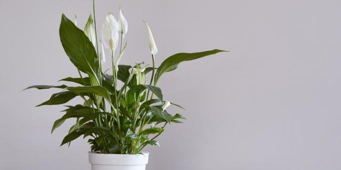 rośliny mało wymagające: SPATHIPHYLLUM