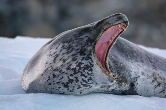 Antarktyda: zdjęcie lamparta morskiego