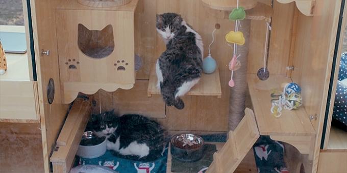 Inteligentny dom dla kotów: Goście