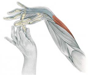Rozciąganie w Anatomy Zdjęcia: ćwiczenia na ramiona i nogi