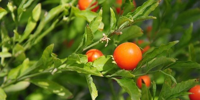 Popularne adaptogens: Ashwagandha