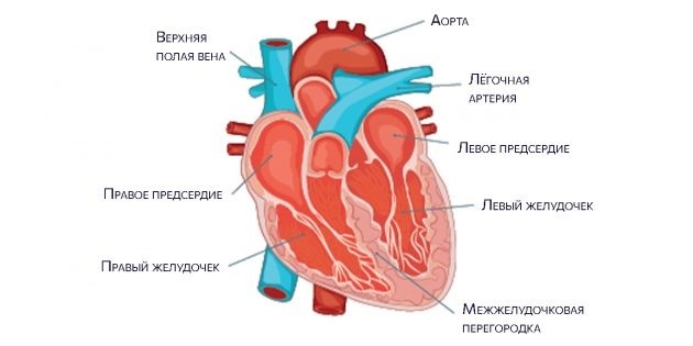 Anatomia serca