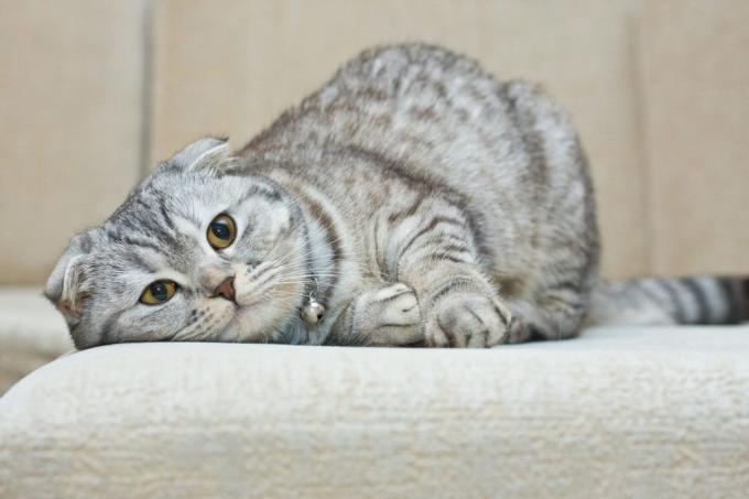 inteligentnych ras kotów: Scottish Fold