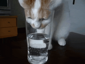 Jak szkolić się pić dużo wody