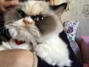 Grumpy Cat 2.0: nowy zrzędliwy kot podbija internet