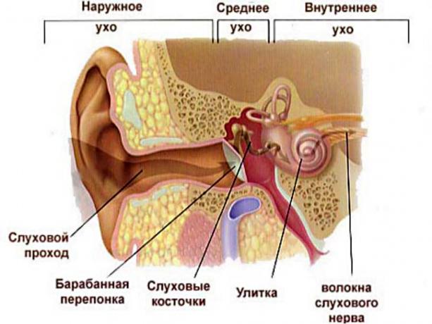 struktura ucho