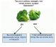 Jak bojowym przejadanie: test brokuły