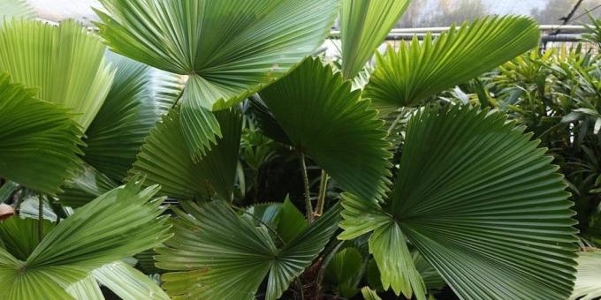 palmowy krajowe: Likouala tarczycy