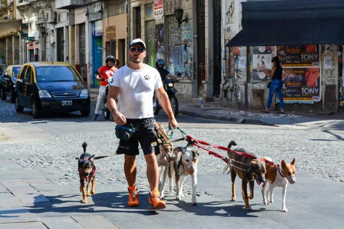 odwiedzić Argentynę: Psy