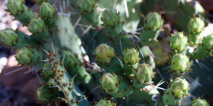 Jak dbać o kaktusa: wydalony pąków kaktus