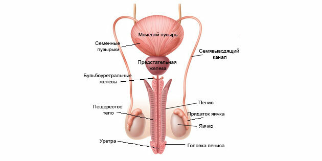 Wytrysk: struktura męskiego układu rozrodczego