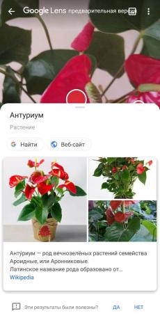 Zidentyfikowanie rodzajów roślin doniczkowych z Google Lens