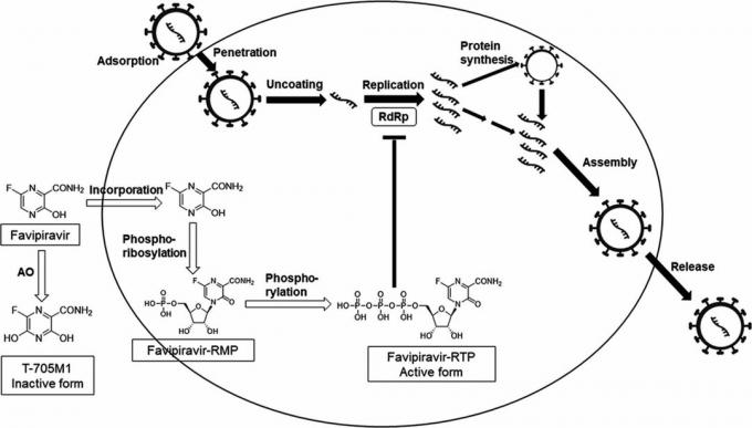 Mechanizm działania fawipirawiru, na podstawie którego opracowano Avifavir
