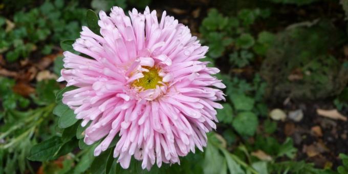 Bezpretensjonalne kwiaty dla kwietników: Aster ogród