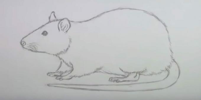 Jak narysować mysz: usuń szkice