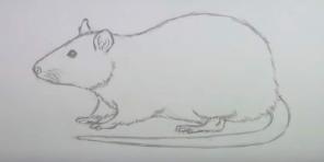 15 sposobów na narysowanie myszy lub szczura