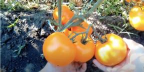 Kiedy sadzić pomidory na sadzonki i jak to zrobić