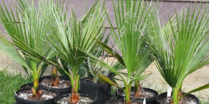 Doniczkowe palmy Washington nitenosnaya