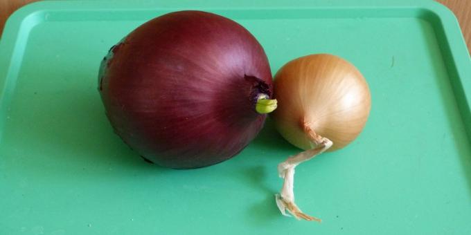 Jak uprawiać cebulę na parapecie: Więc szukać nadaje się do sadzenia cebulek