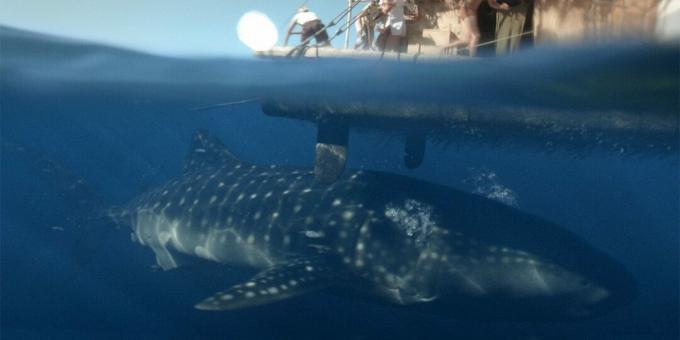 Shark Films: „Kon-Tiki”
