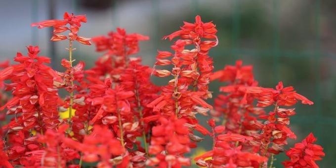 Bezpretensjonalne kwiaty dla kwietników: Salvia musujące
