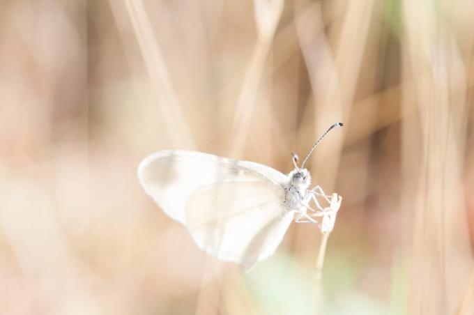 jak pięknie sfotografować motyla