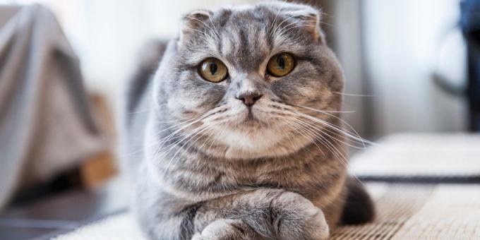 Scottish Fold: opis rasy