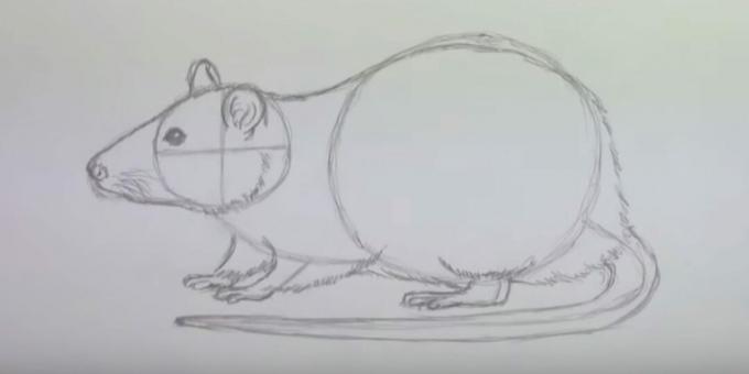 Jak narysować mysz: przedstaw wełnę