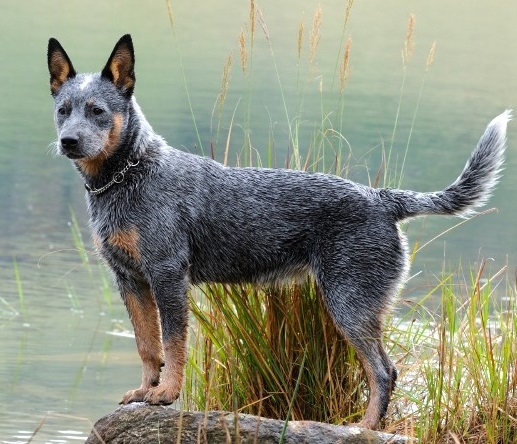 Top 10 najbardziej inteligentnych ras psów: australian cattle dog