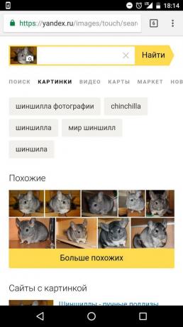 „Yandex”: określenie zwierzęcia na zdjęciu