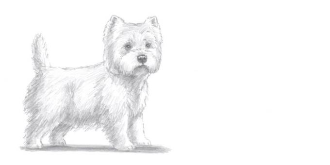 Jak narysować pozycję psa w realistycznym stylu