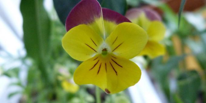 Bezpretensjonalne kwiaty dla kwietników: Trójkolorowych Viola