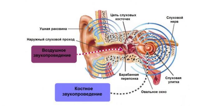dzwonienie w uszach, struktura ucho