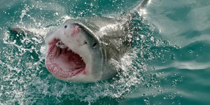 Popularne nieporozumienia: rekiny atakują ludzi przez pomyłkę