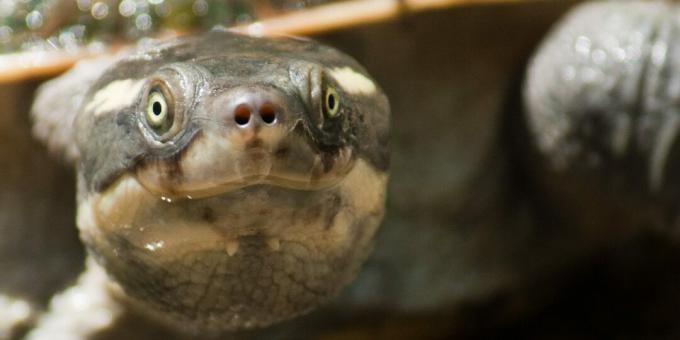 Żółw Mary River w Australii może oddychać przez odbyt