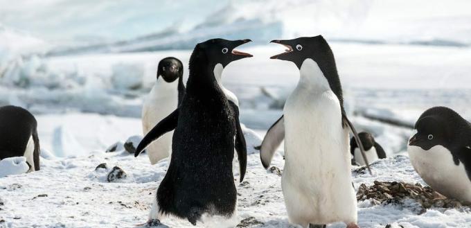 Filmy o pingwinach: „Pingwiny”