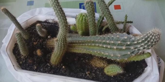 Jak dbać o kaktusy: Deformacja z powodu braku światła