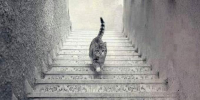 Kot wchodzący po schodach