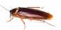 Czy karaluchy gryzą i jak inaczej mogą być niebezpieczne?