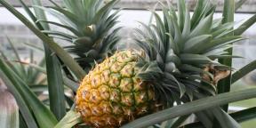 Jak rosną ananasy w domu: krok po kroku