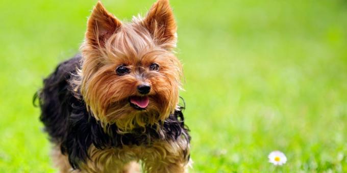 hodować psy dla mieszkania: Yorkshire terrier