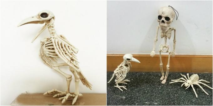 szkielet wrona